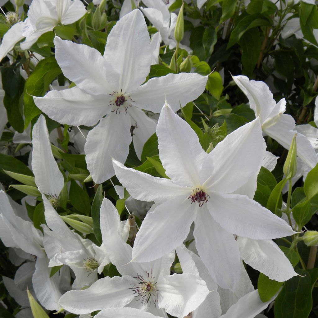 Waldrebe Beautiful Bride - Clematis