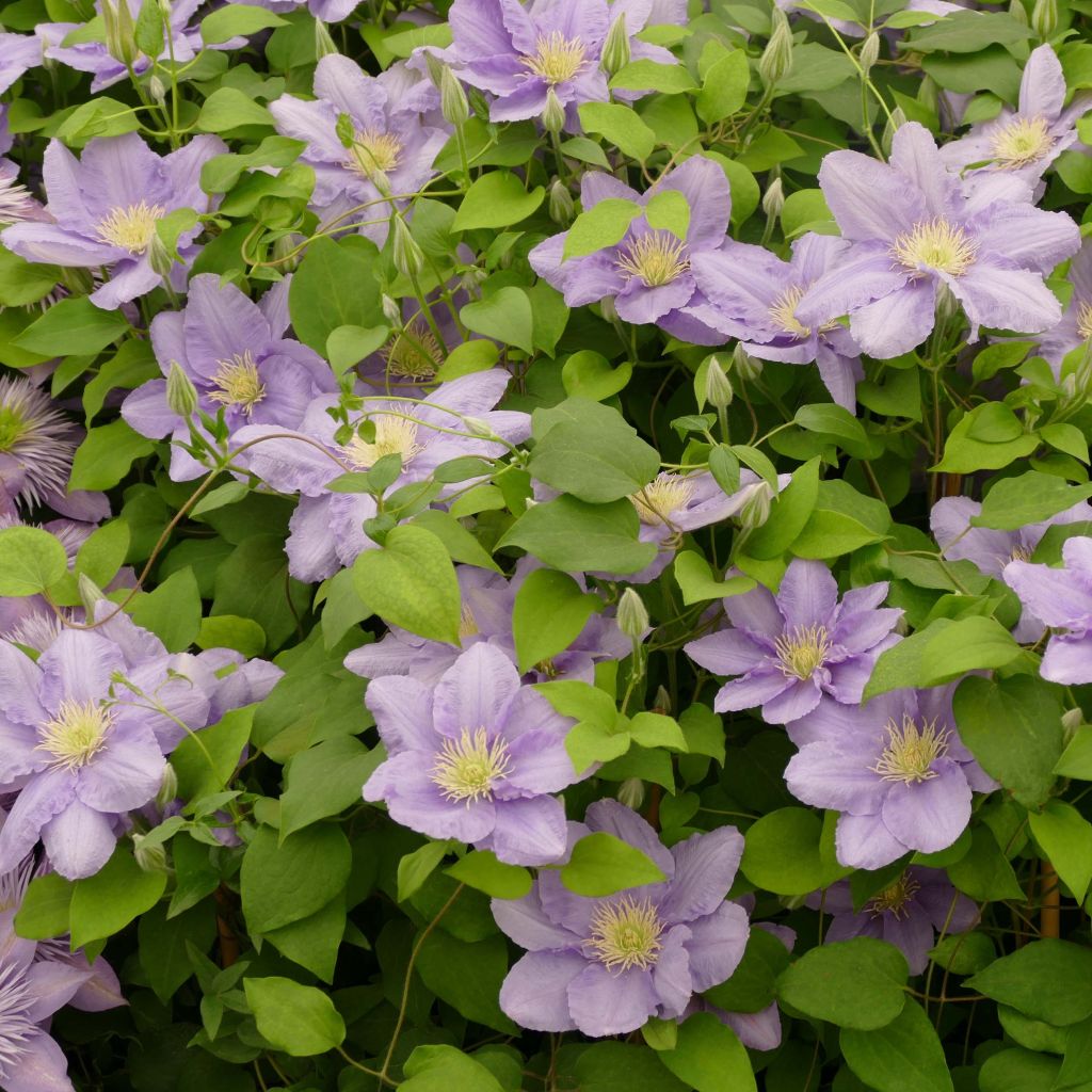 Clématite - Clematis Cezanne