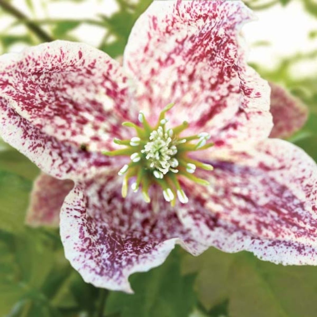 Clematis cirrhosa Freckles - Waldrebe