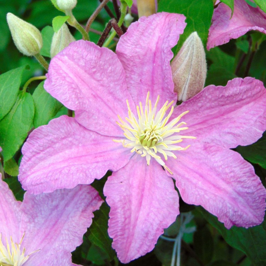 Waldrebe Comtesse de Bouchaud - Clematis