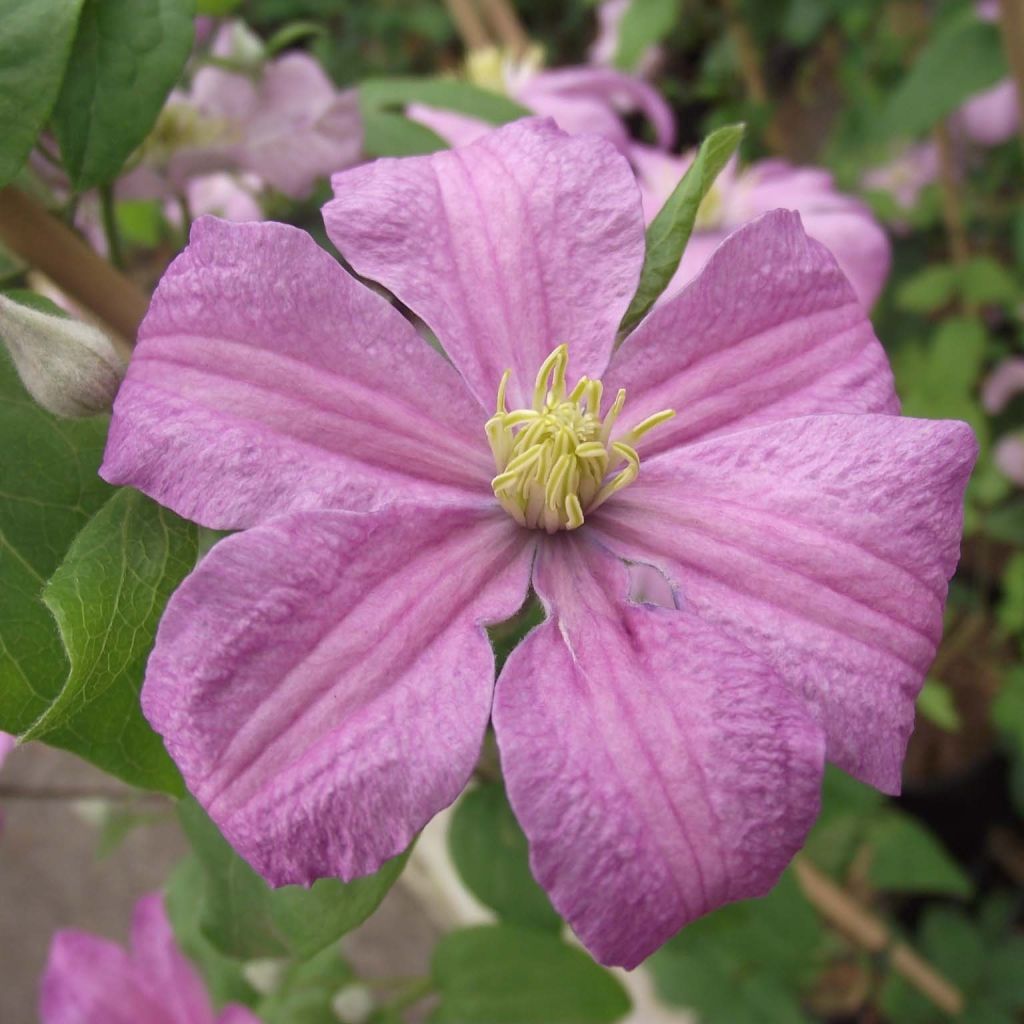 Waldrebe Comtesse de Bouchaud - Clematis