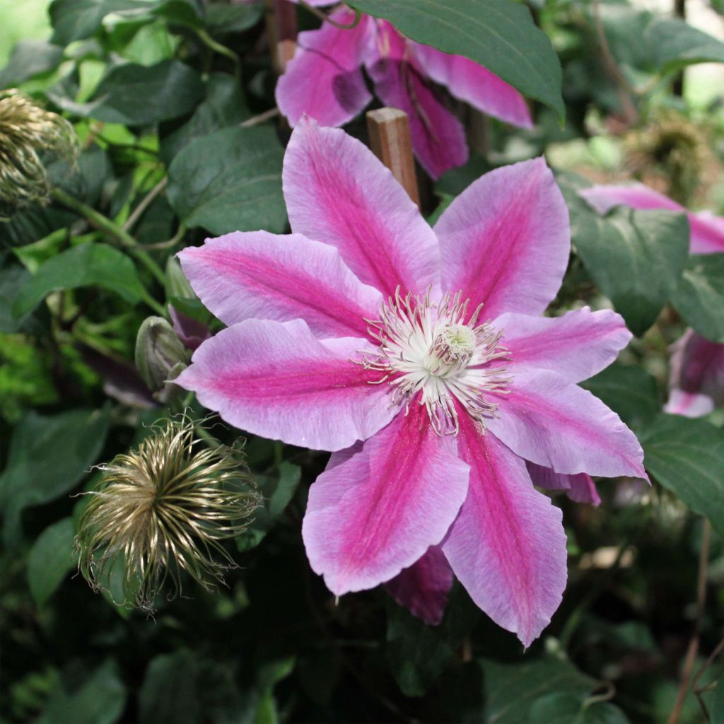 Waldrebe Docteur Ruppel - Clematis