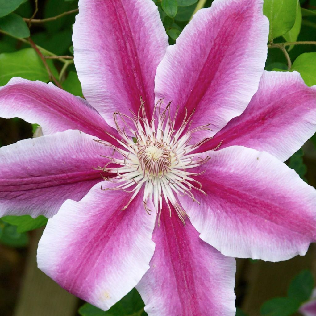 Waldrebe Docteur Ruppel - Clematis