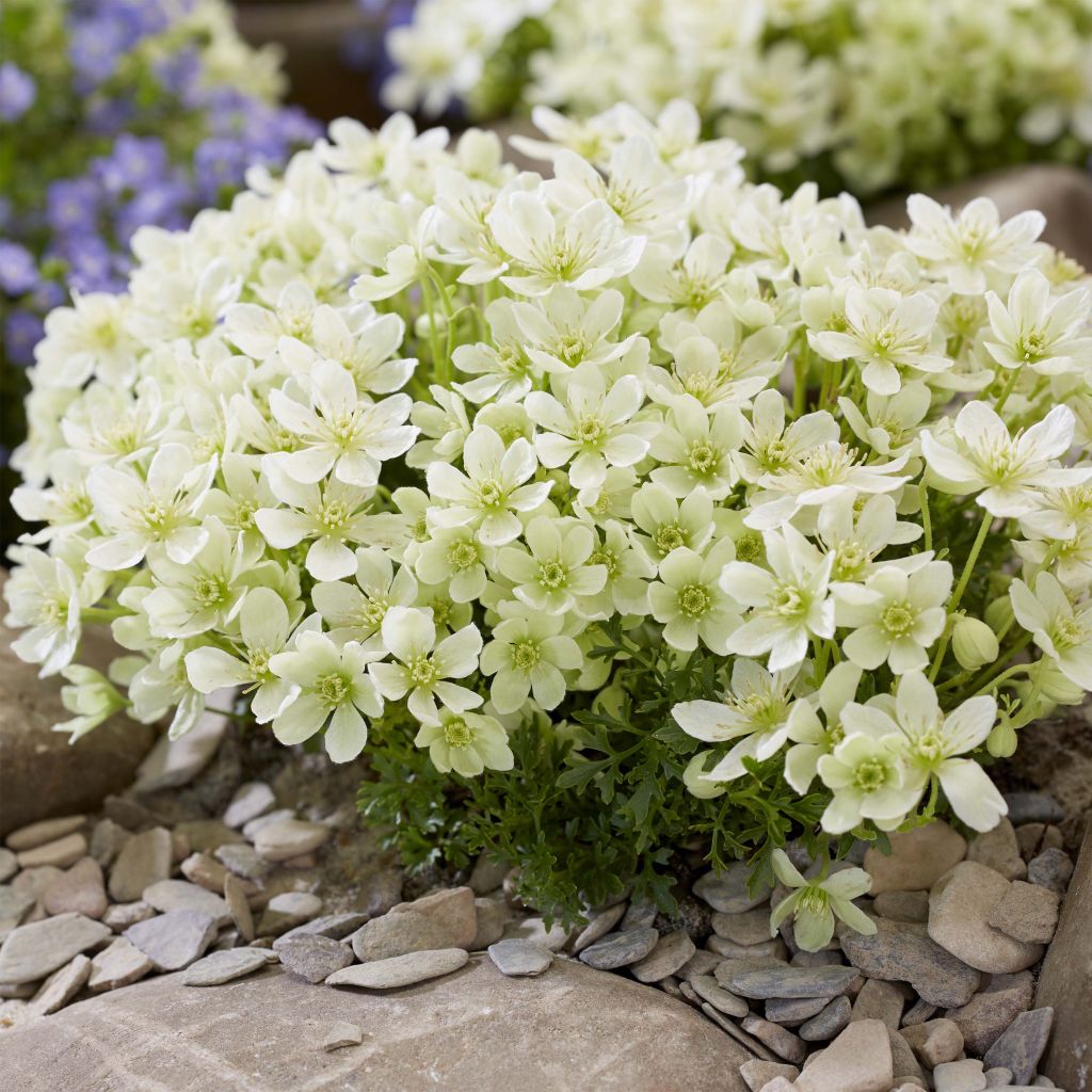 Waldrebe Emerald Dream - Clematis