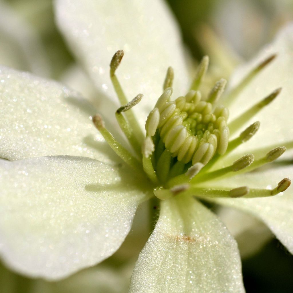 Waldrebe Emerald Dream - Clematis