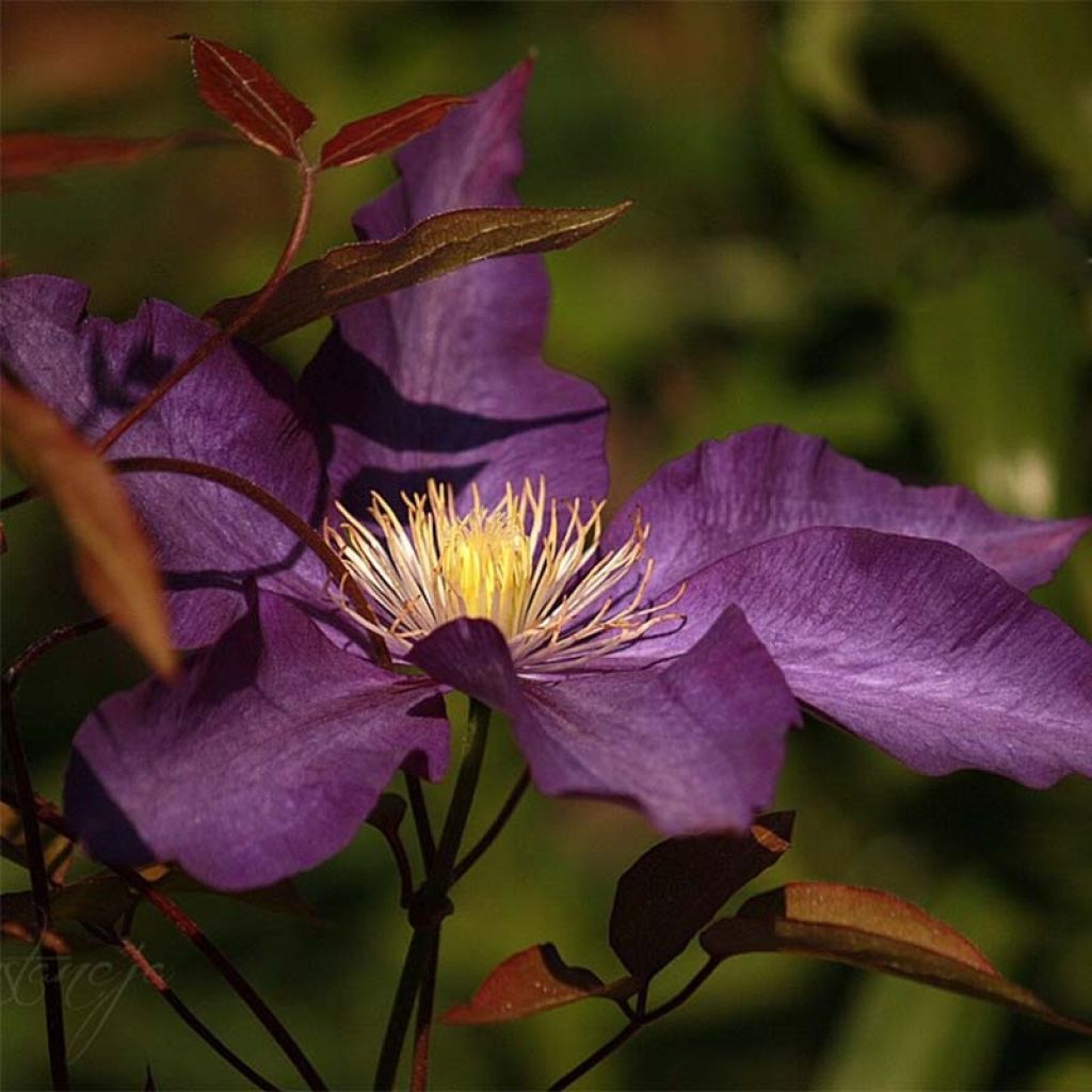 Waldrebe Gipsy Queen - Clematis