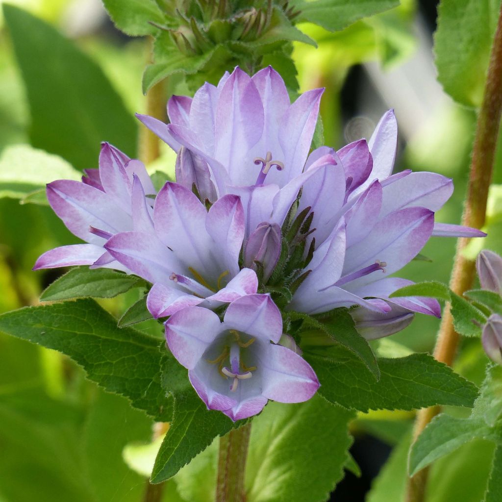 Campanula glomerata Caroline - Knäuel-Glockenblume