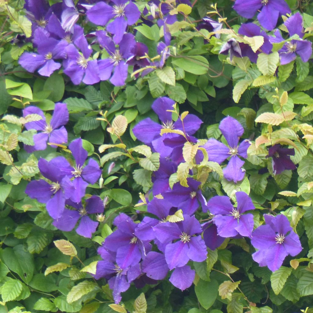 Clematis jackmanii - Waldrebe