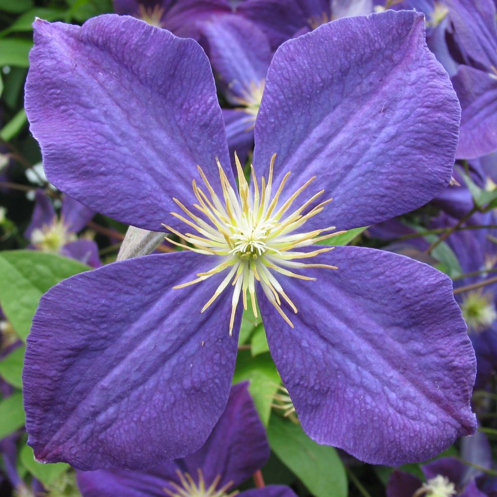 Clematis jackmanii - Waldrebe