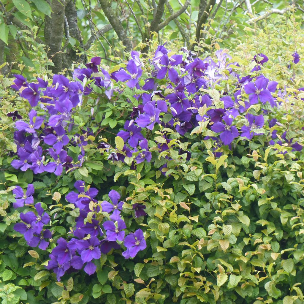 Clematis jackmanii - Waldrebe