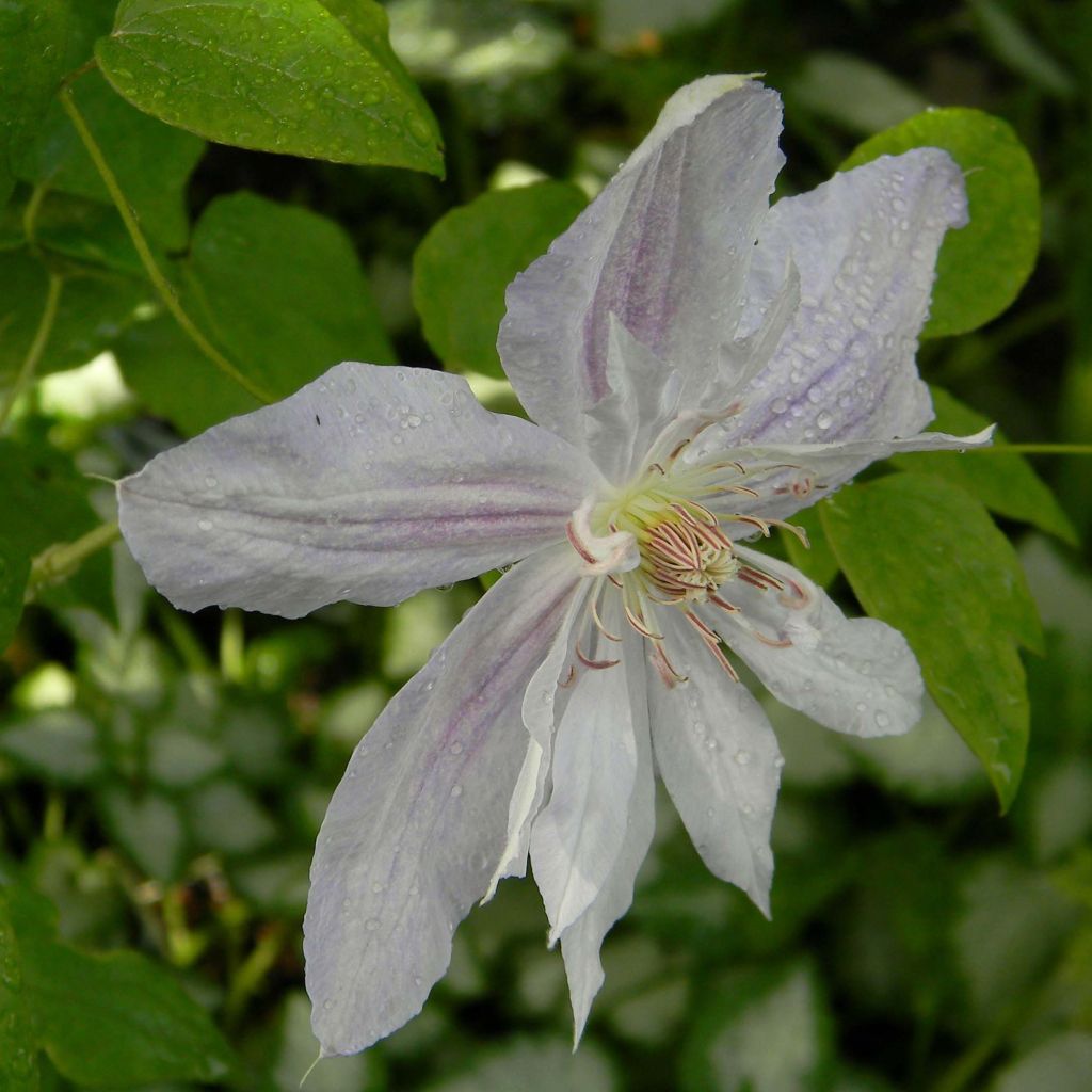 Clématite - Clematis jackmanii Alba