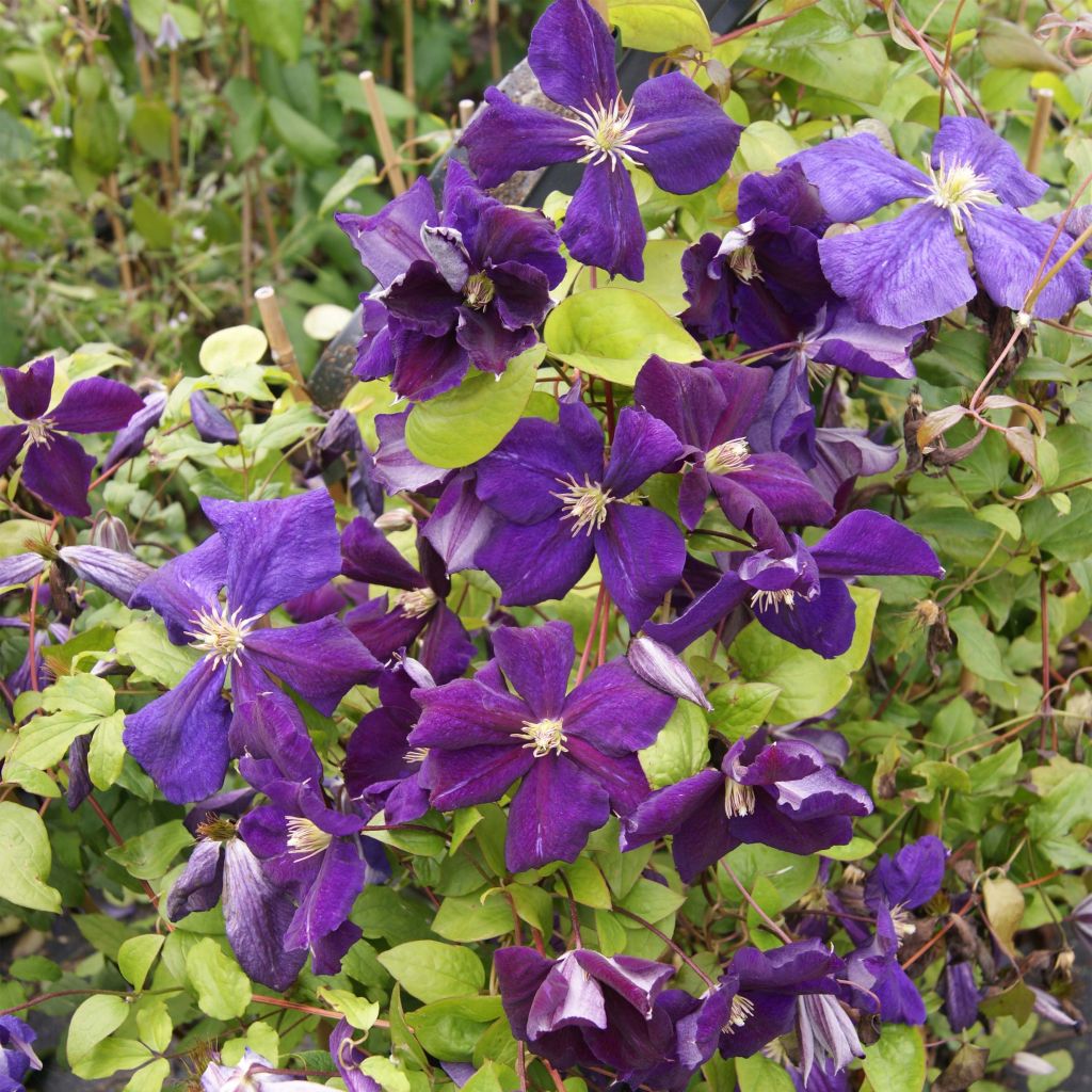 Clematis jackmanii Superba - Waldrebe