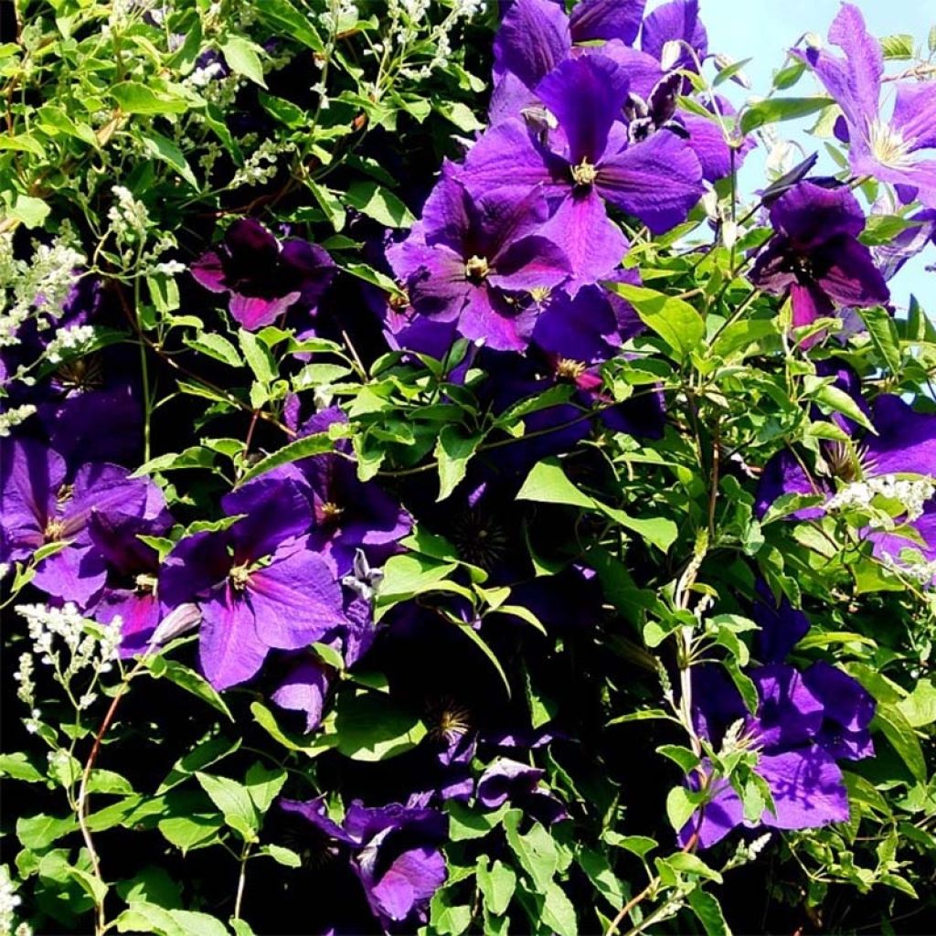 Clematis jackmanii Superba - Waldrebe