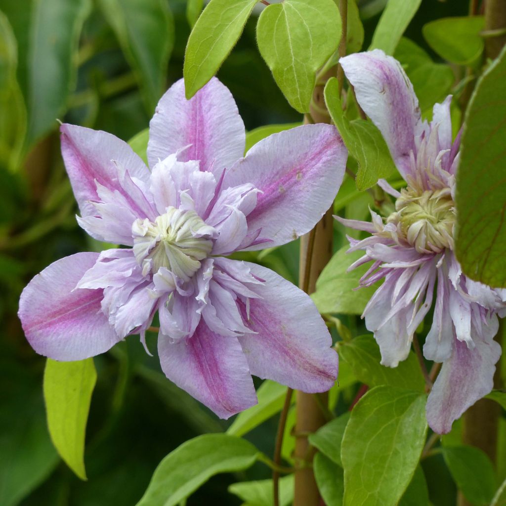 Waldrebe Joséphine - Clematis