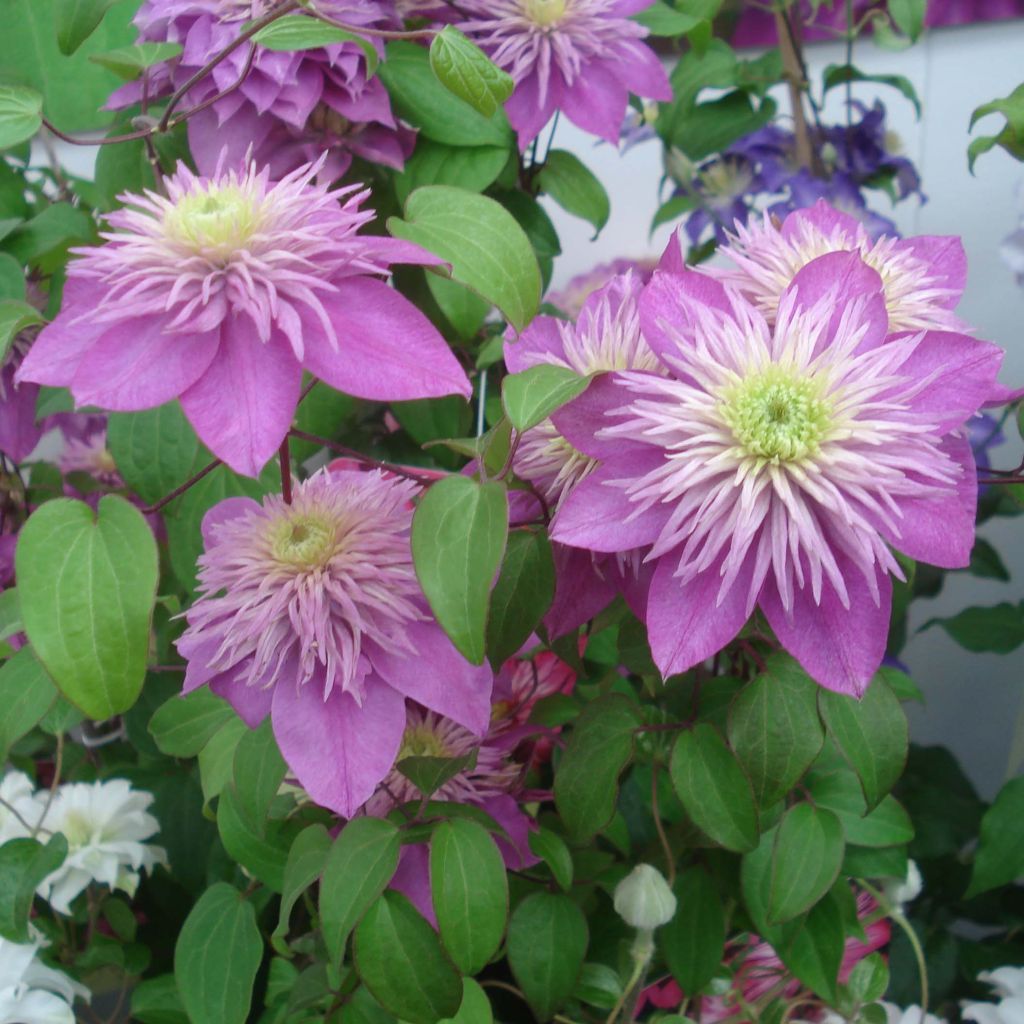 Clématite - Clematis Kaiser 