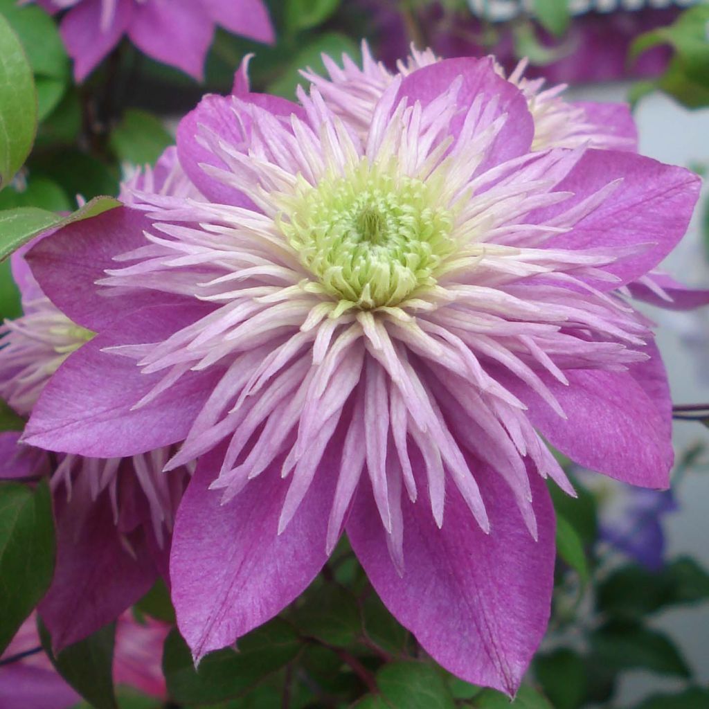 Waldrebe Kaiser - Clematis