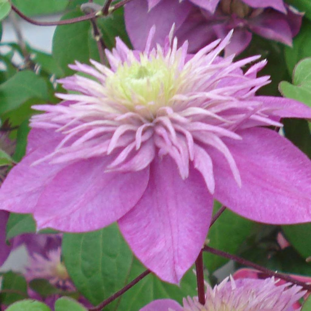 Waldrebe Kaiser - Clematis