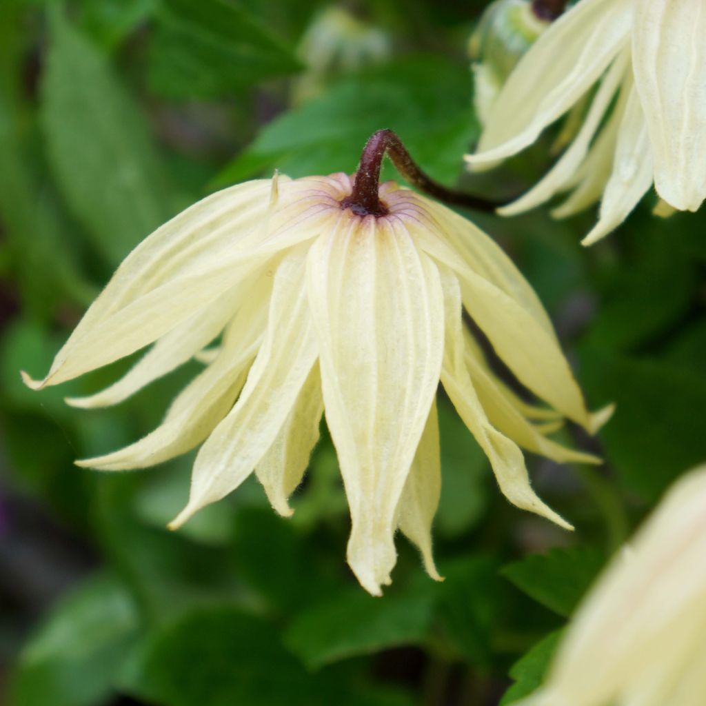 Clematis koreana Amber - Waldrebe