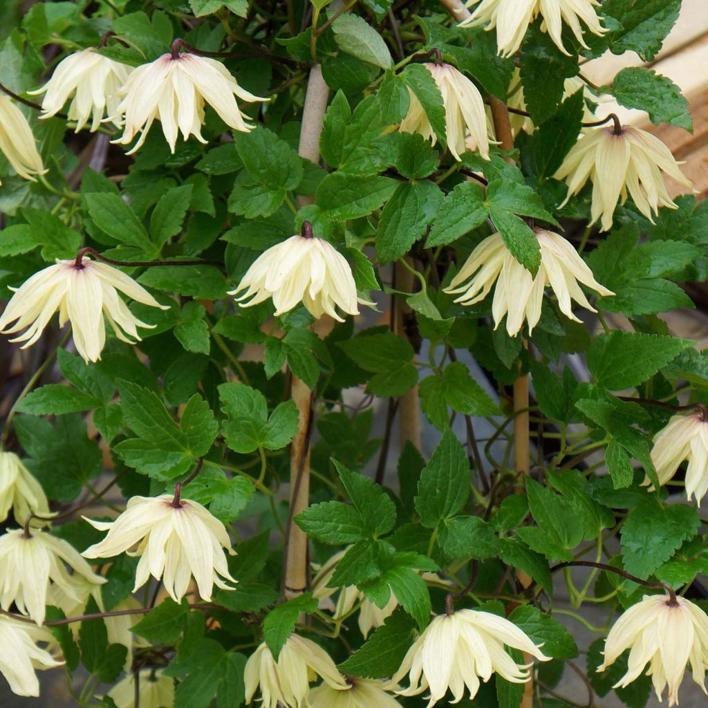 Clematis koreana Amber - Waldrebe