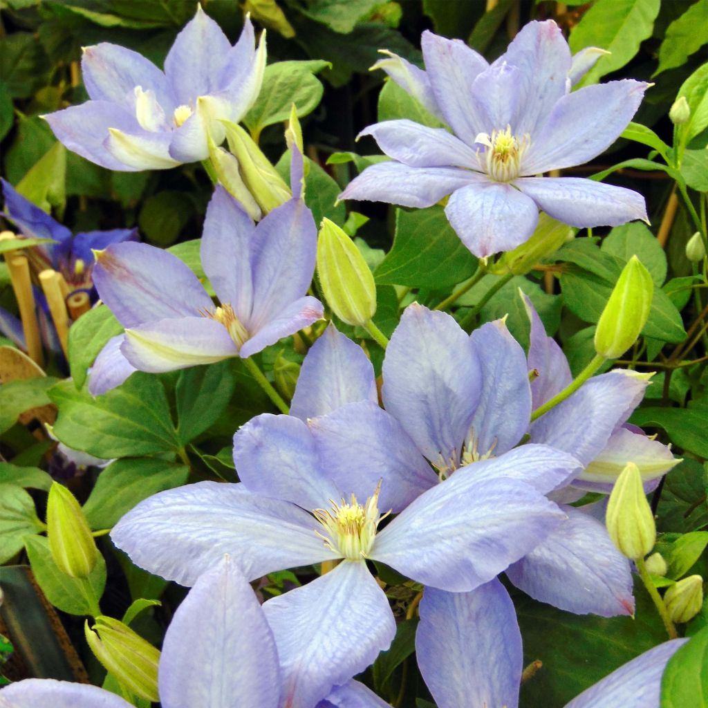 Clématite - Clematis Mrs Cholmondeley