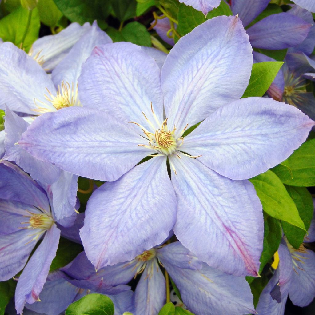 Waldrebe Mrs Cholmondeley - Clematis