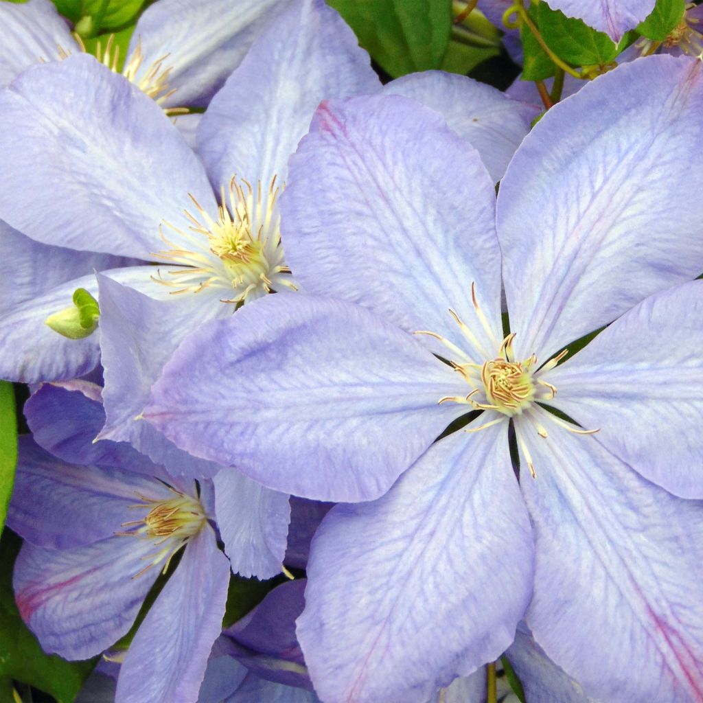 Waldrebe Mrs Cholmondeley - Clematis