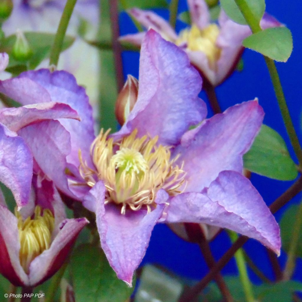 Waldrebe Exciting - Clematis