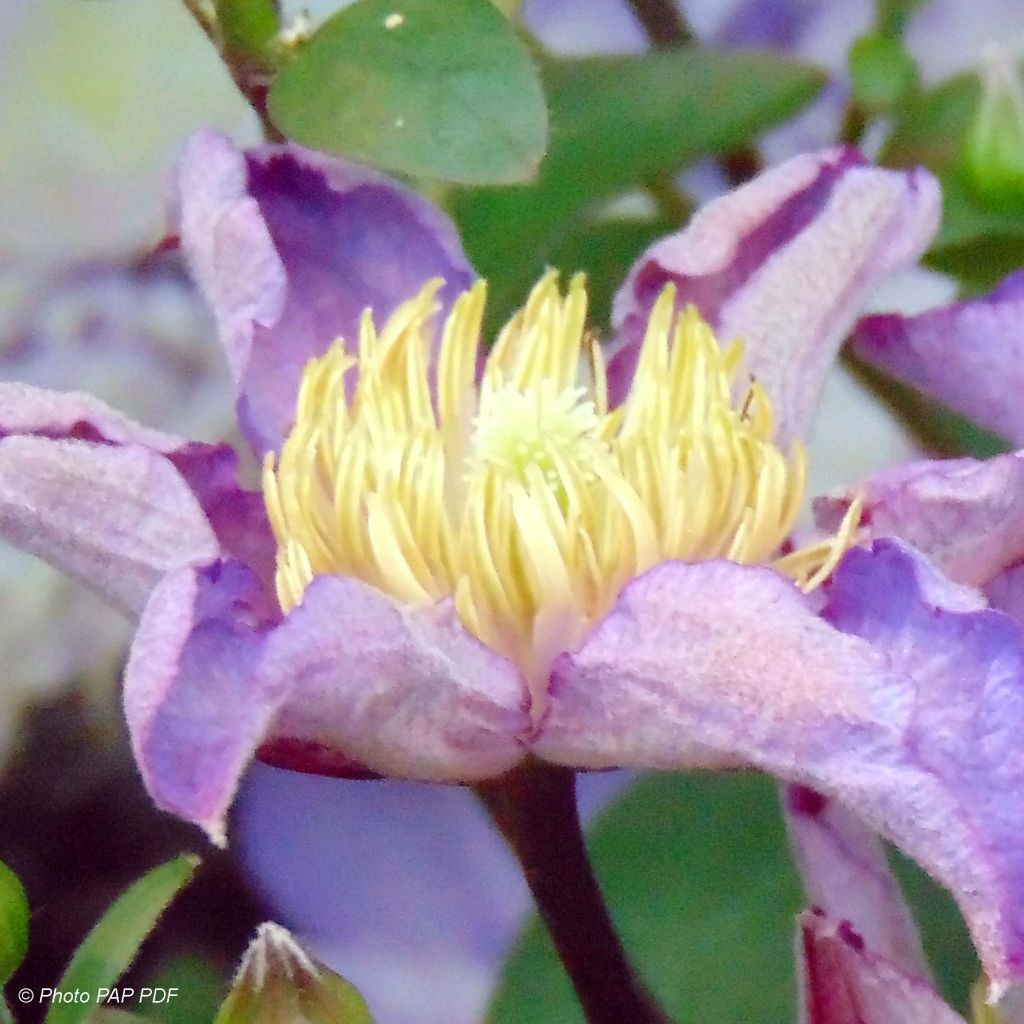 Waldrebe Exciting - Clematis