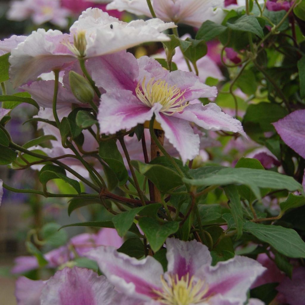 Waldrebe Piilu - Clematis