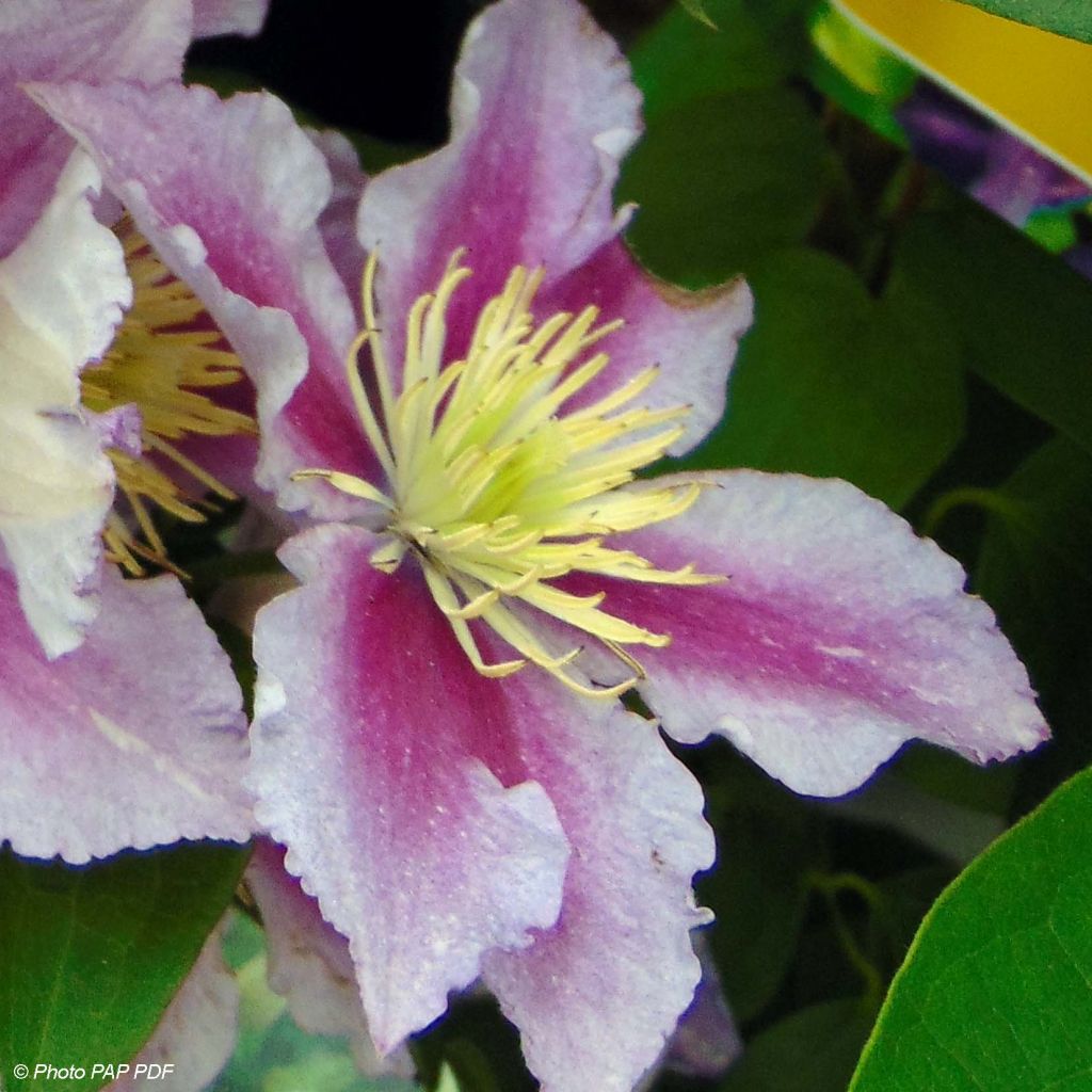 Waldrebe Piilu - Clematis