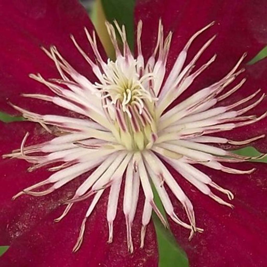 Waldrebe Rebecca - Clematis