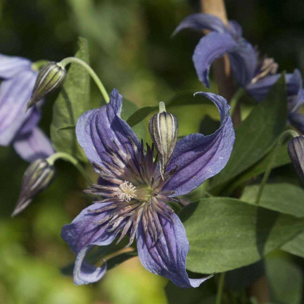 Waldrebe Saphyra - Clematis