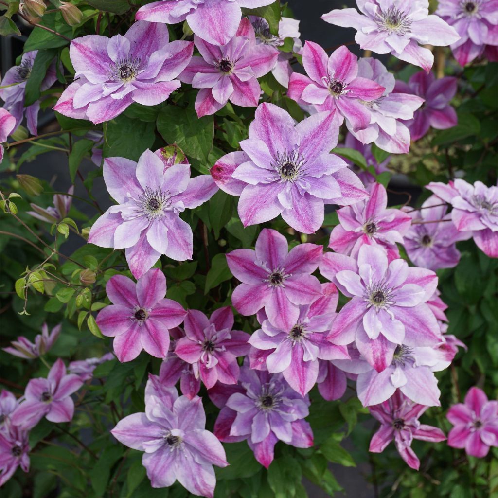 Waldrebe Super Cute - Clematis