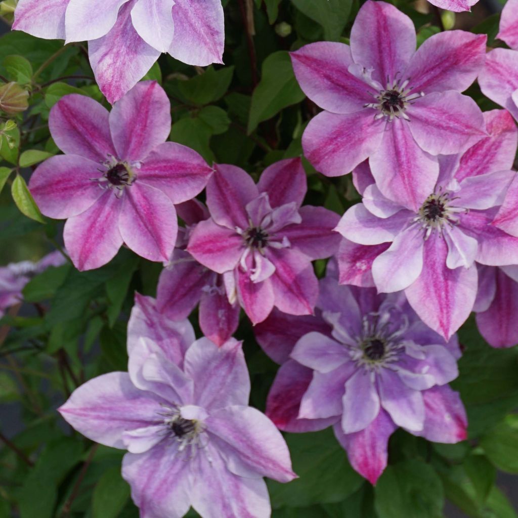 Waldrebe Super Cute - Clematis