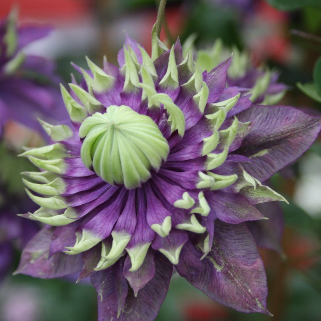 Waldrebe Taiga - Clematis