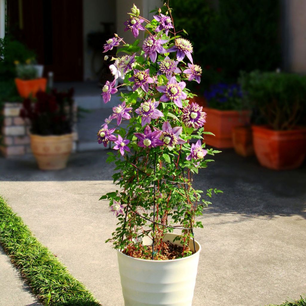 Waldrebe Taiga - Clematis