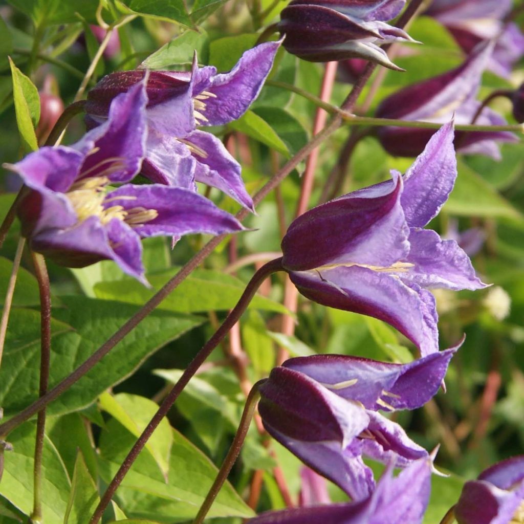 Clematis texensis Prince William - Texas-Waldrebe