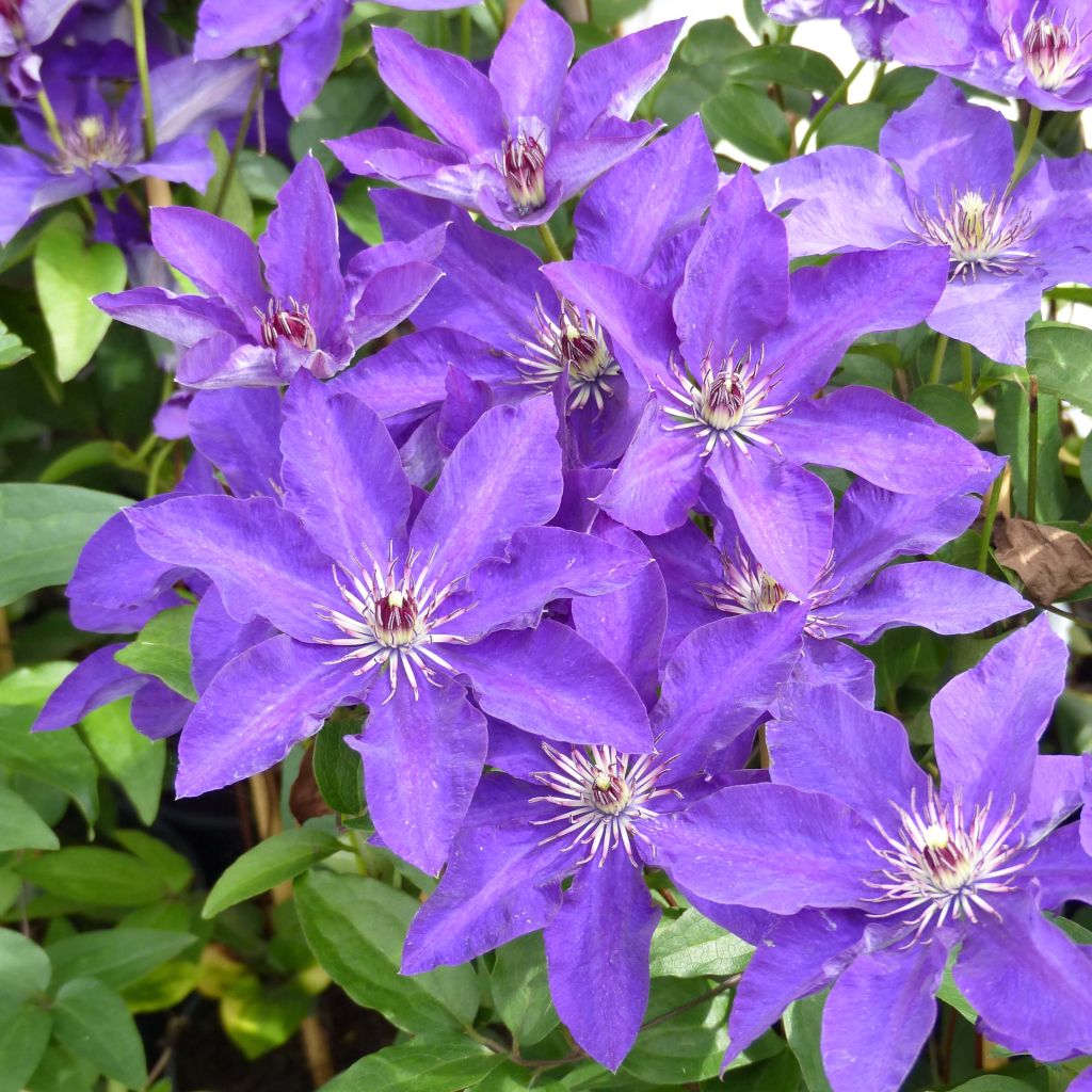 Waldrebe The President - Clematis