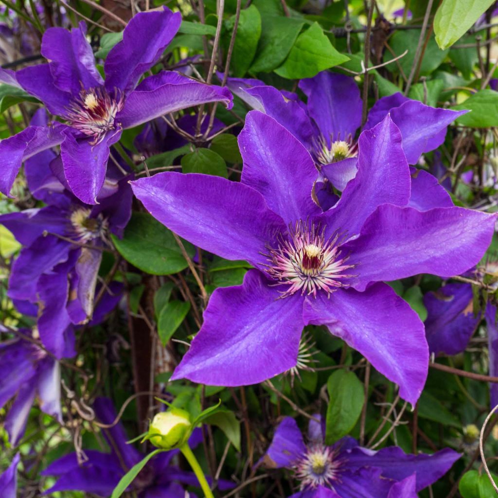 Waldrebe The President - Clematis