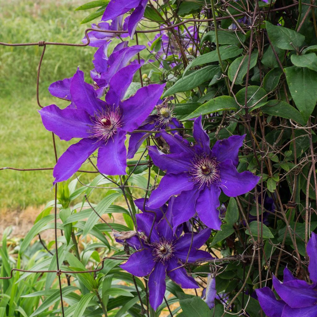 Waldrebe The President - Clematis