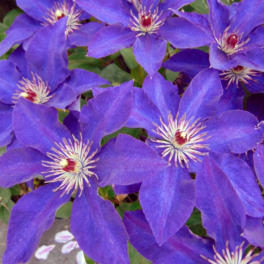 Waldrebe The President - Clematis