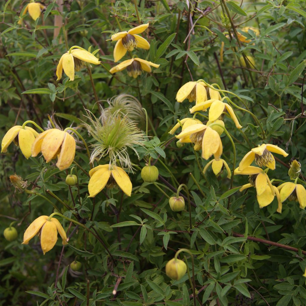 Clematis tibetana var. vernayi Orange Peel - Waldrebe