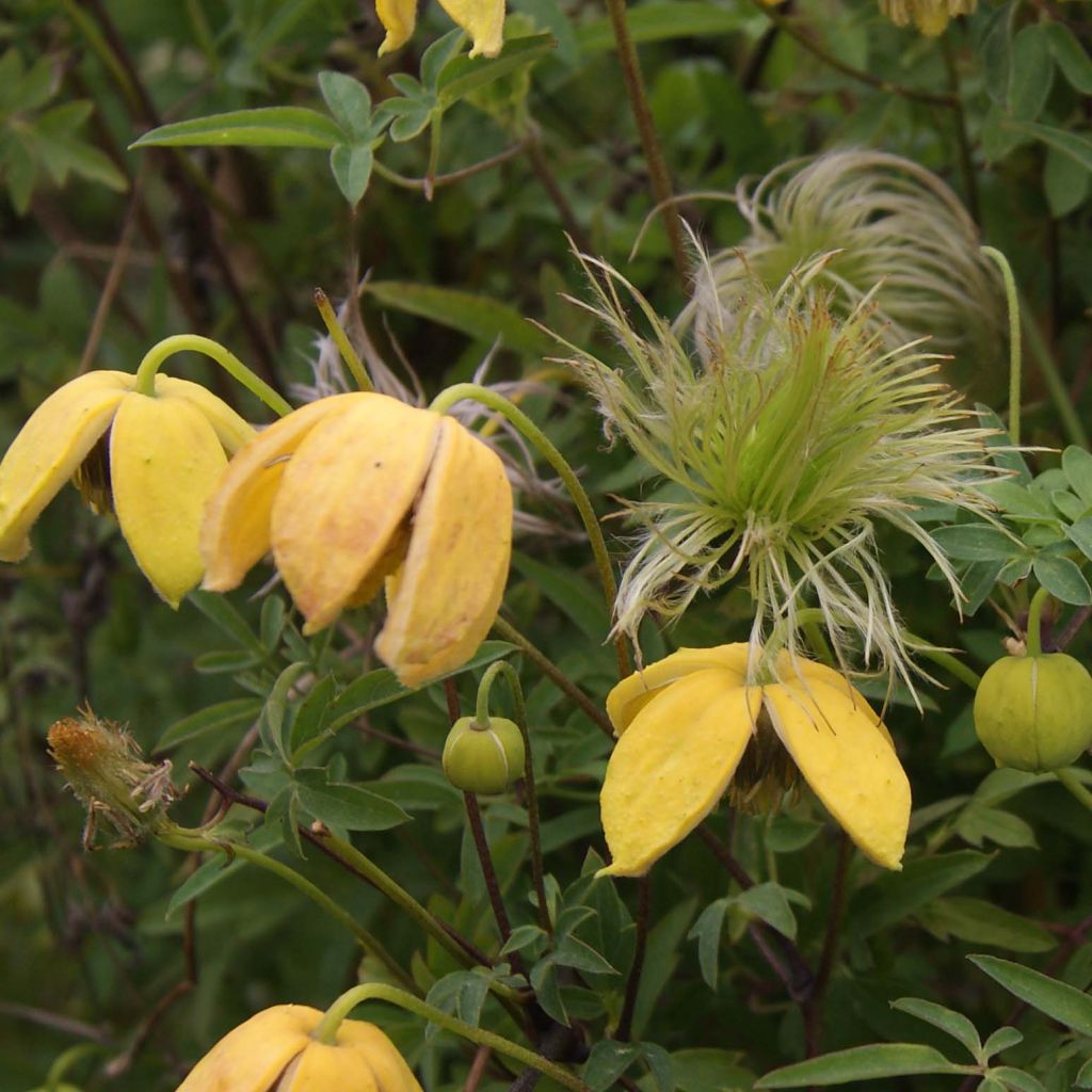 Clematis tibetana var. vernayi Orange Peel - Waldrebe