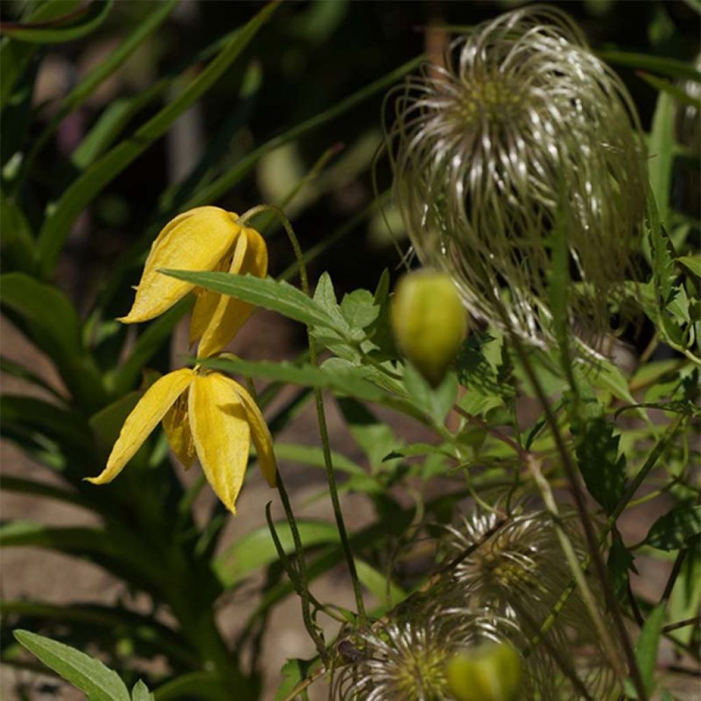 Clematis tibetana var. vernayi Orange Peel - Waldrebe