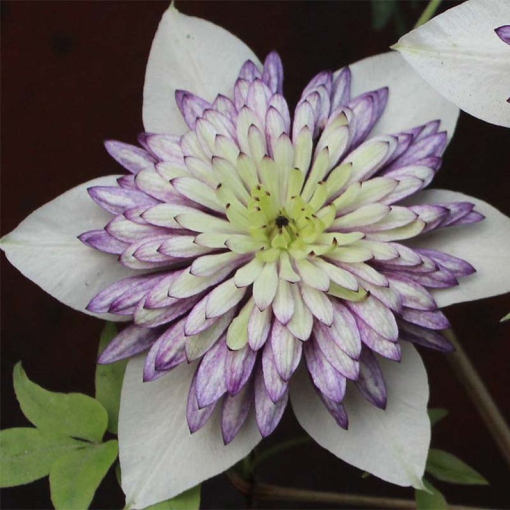 Waldrebe Viennetta - Clematis