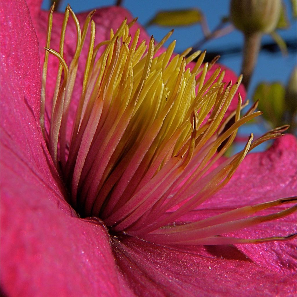 Waldrebe Ville de Lyon - Clematis