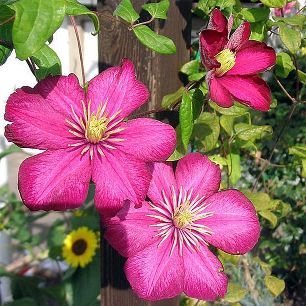 Waldrebe Ville de Lyon - Clematis