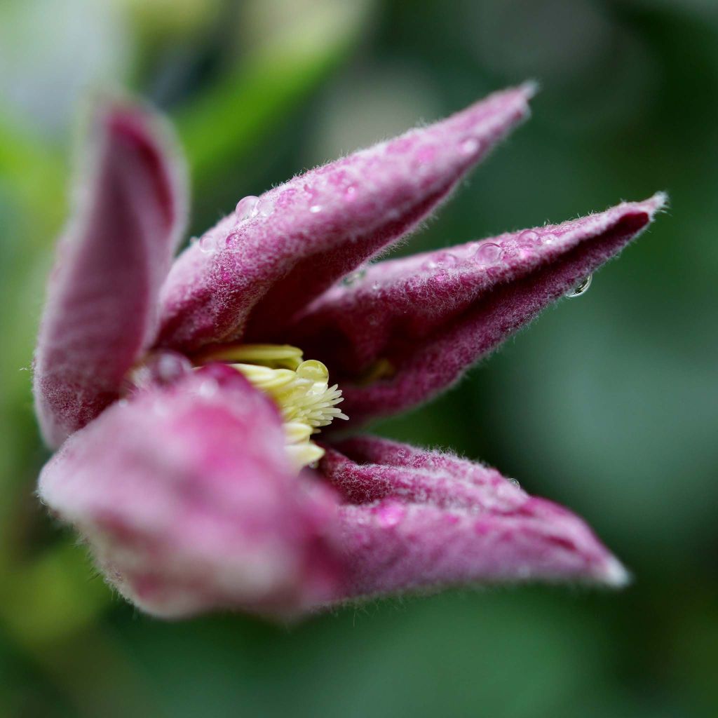 Waldrebe Ville de Lyon - Clematis