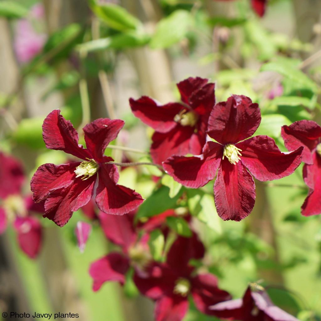 Clematis viticella Burning Love - Waldrebe