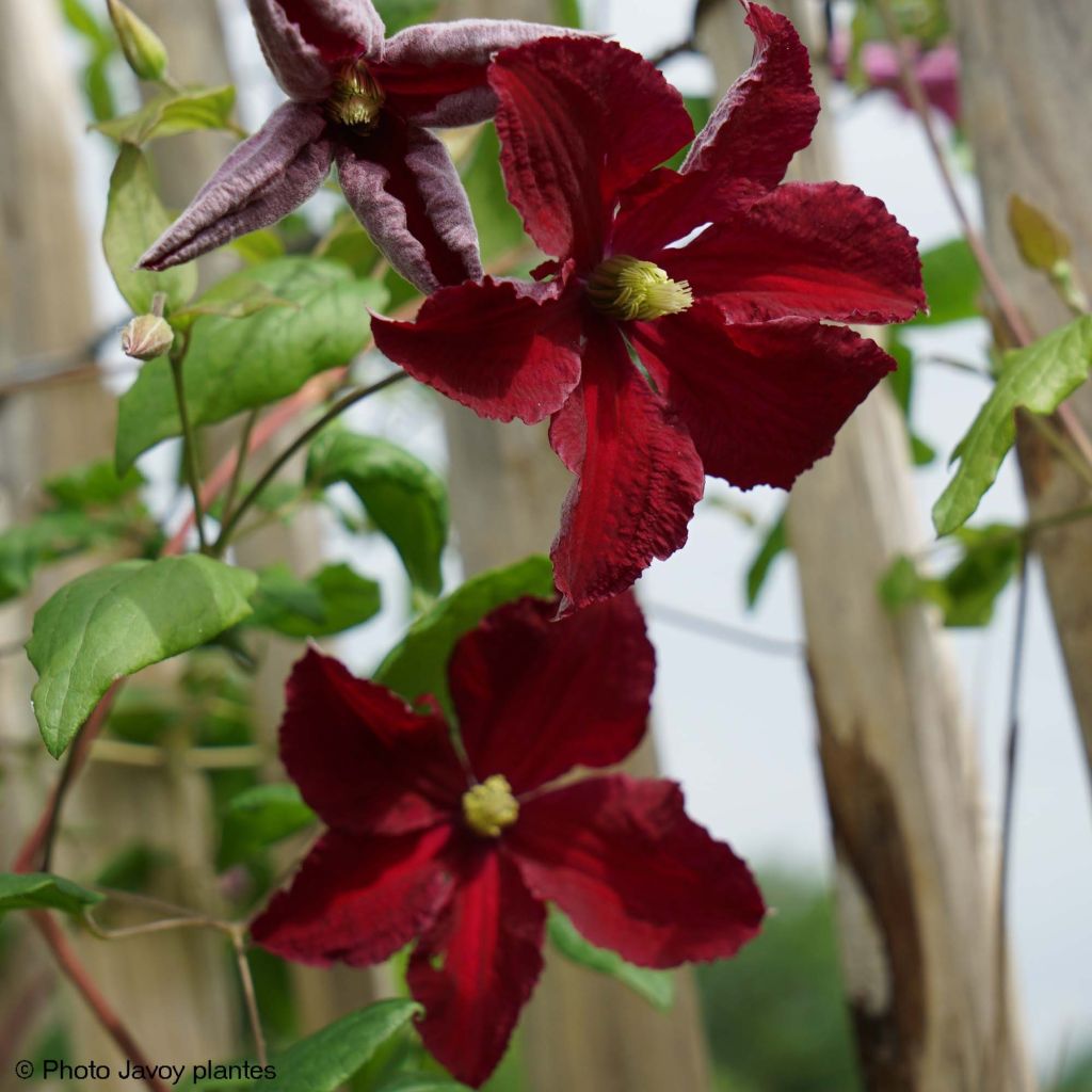 Clematis viticella Burning Love - Waldrebe